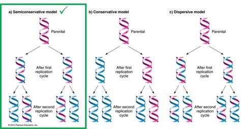 evidence for semiconservative replication.